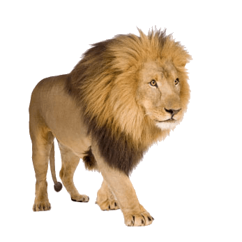 wild hairy lion standing